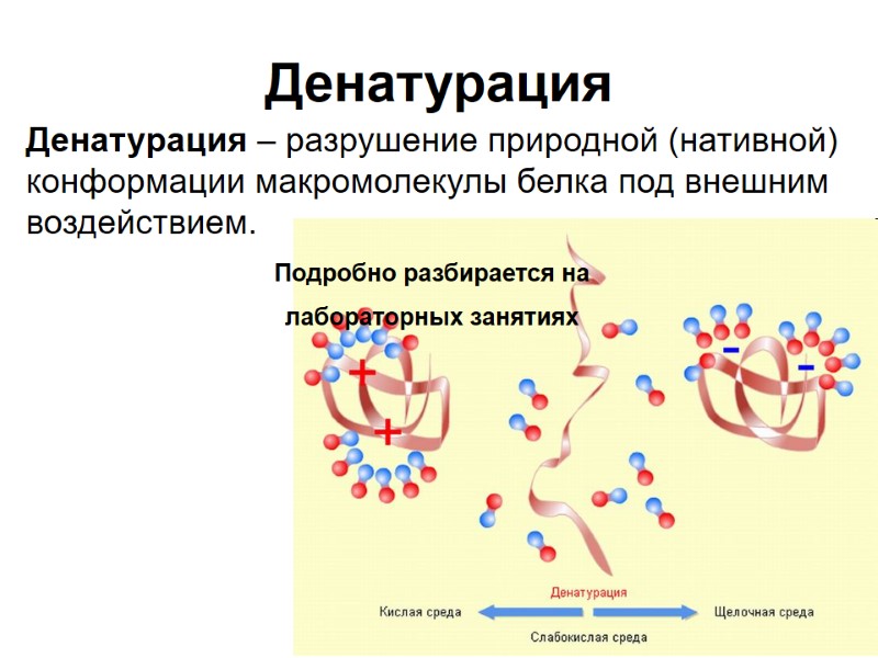 Денатурация Денатурация – разрушение природной (нативной) конформации макромолекулы белка под внешним воздействием. Подробно разбирается Денатурация Денатурация – разрушение природной (нативной) конформации макромолекулы белка под внешним воздействием. Подробно разбирается